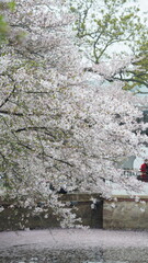 The beautiful flowers blooming in the garden in spring
