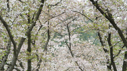 Fototapeta premium The beautiful flowers blooming in the garden in spring 