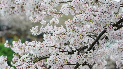 The beautiful flowers blooming in the garden in spring
