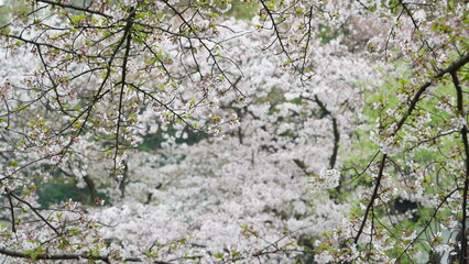 The beautiful flowers blooming in the garden in spring
