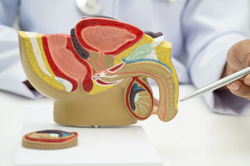 Male reproductive system, Asian doctor holding human anatomy model for study diagnosis and...
