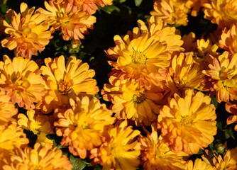 various garden flowers images. dahlia photos.