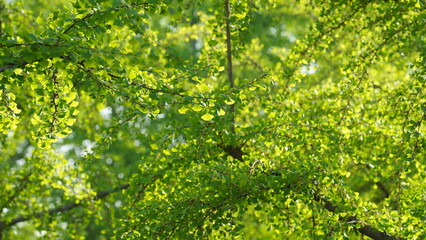 Fototapeta premium The trees full of the fresh green leaves in spring 