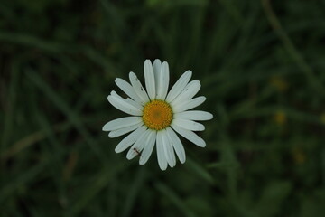 Obraz premium daisy in the grass