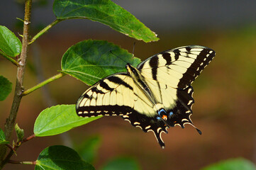 Tiger swallowtail butterfly on green hibiscus leaf  with a blurred brown in a backyard in Florida 