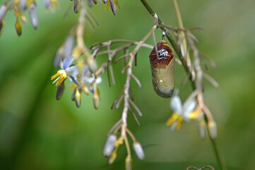 A closeup of a deceased chrysalis hanging from a blue flax bush, its flowers seeded, with a blurred...