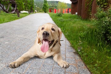 A cute little dog puppy playing in the park.