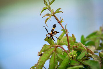 small insect geting ready to fly on a leaf 