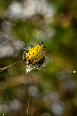 Close up of small yellow spider on web 