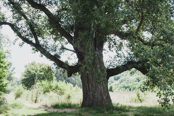 Fototapeta premium tree in the park