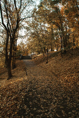 autumn in the park