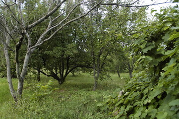 Fototapeta premium tree in the garden