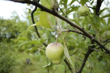 apples on tree