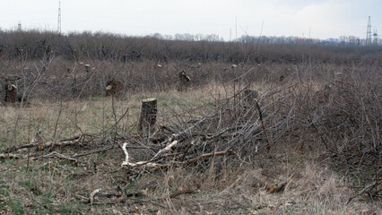 Lost Orchards: The Fate of a Felled Apple Grove