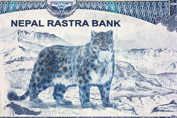 Snow leopard from Nepalese rupee © Janusz