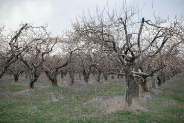 tree in the field