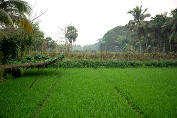 Obraz premium Beautiful village paddy field of Bangladesh. Scenic view of agricultural field