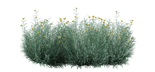 3d render of  Helichrysum arenarium also known as dwarf everlast, 
