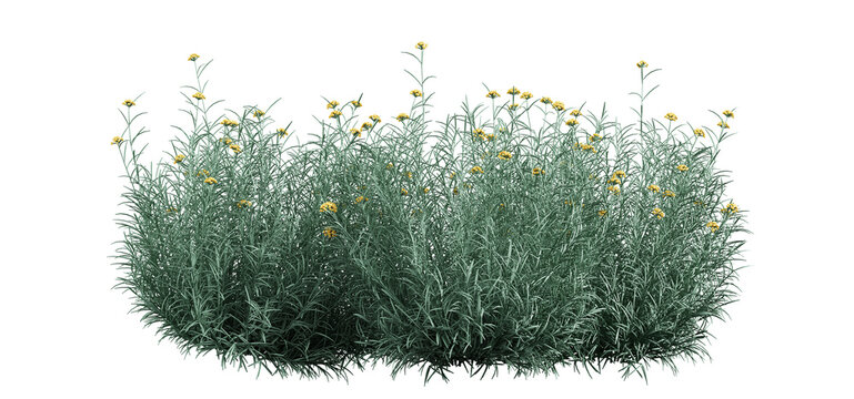 3d render of  Helichrysum arenarium also known as dwarf everlast, 