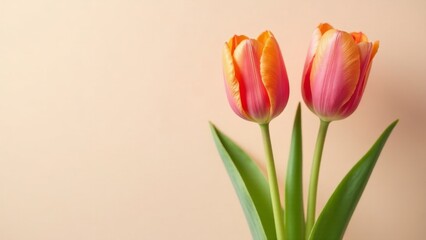 Fototapeta premium A Pair of Peach and Coral Tulips on a Soft Background, a Delicate Springtime Floral Image Ideal for Greeting Cards or Festive Designs