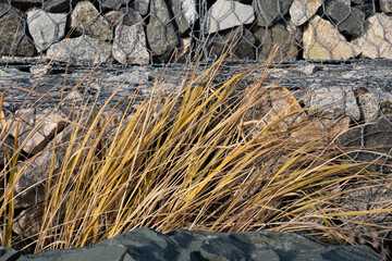 Autumn grass sprouting through the stones