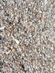 Shells on beach texture