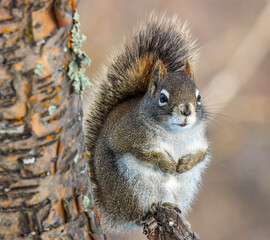 Squirrel in the park