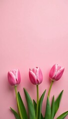 Fototapeta premium Soft pink tulips bloom in a serene field on a pale pink background, garden, floral