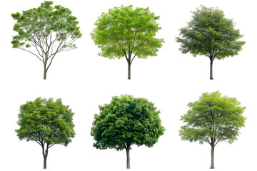 Collection set of trees isolated on white background.