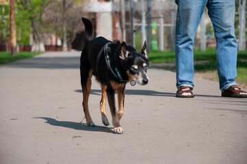 Black old dog pet walking with owner outdoor on sunny day. Dog adoption. Pet day