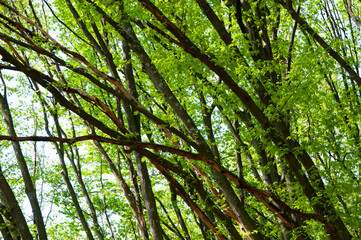 Fototapety na wymiar - Fototapeta24.pl