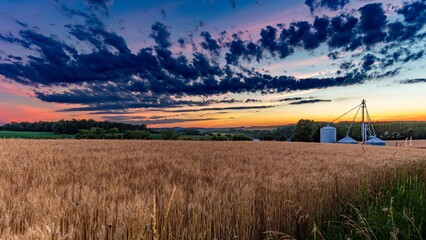 sunset over the field