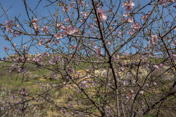 Blooming fruit trees in spring on a clear sunny day. Flowers on the branches of trees. The fragrance of the flowering trees spreads throughout the area. Background of blooming gardens.