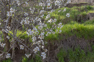 Blooming fruit trees in spring on a clear sunny day. Flowers on the branches of trees. The fragrance of the flowering trees spreads throughout the area. Background of blooming gardens.