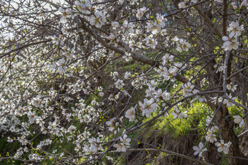 Blooming fruit trees in spring on a clear sunny day. Flowers on the branches of trees. The fragrance of the flowering trees spreads throughout the area. Background of blooming gardens.