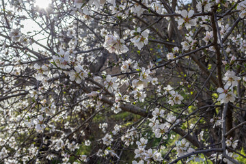 Blooming fruit trees in spring on a clear sunny day. Flowers on the branches of trees. The fragrance of the flowering trees spreads throughout the area. Background of blooming gardens.