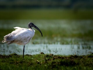 The ibis is standing on one leg on a patch of grass,