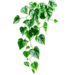 Hanging Heartleaf Plant, Isolated, Fresh, Greenery, Indoor, Decorative