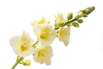 Obraz premium Verbascum flower showcasing delicate yellow petals and lush green buds against a bright white background
