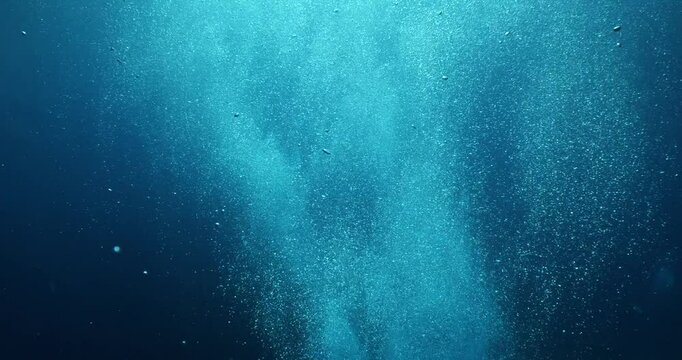 silversides under sun shine and beams underwater silverside fish school Atherina boyeri