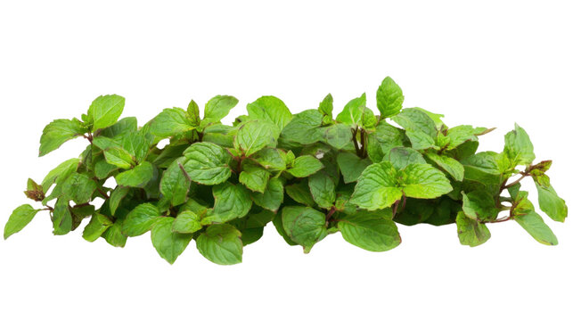 Mint leaves isolated on white background