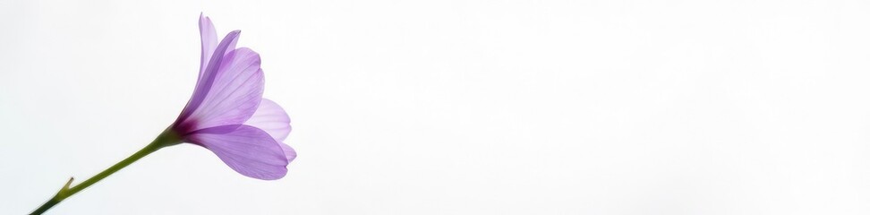 Fototapeta premium Delicate purple bloom with three petals against a crisp white background, spring, white background