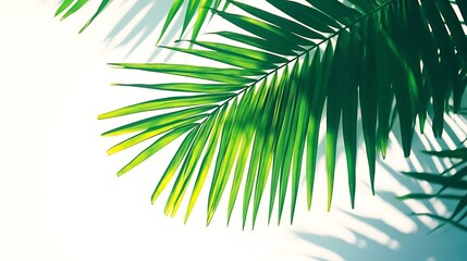 Green palm leaves displaying details on a white background elegantly