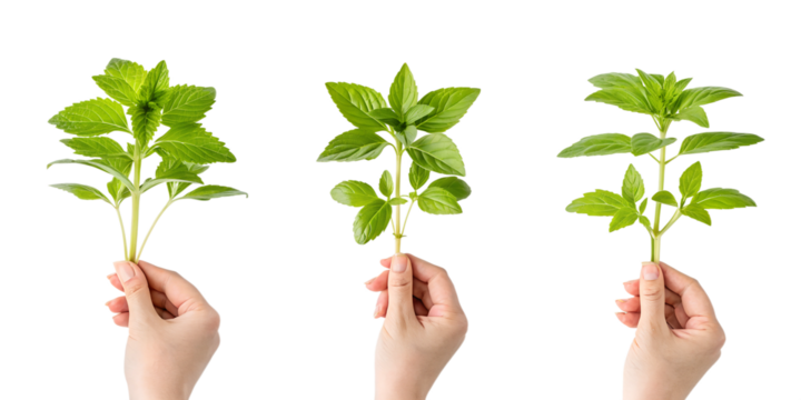 Three Various Hands Holding a Young Plant on Transparent Background, Green, Fresh Seedling