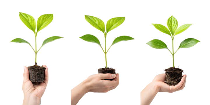 Three Various Hands Holding a Young Plant on Transparent Background, Nature, Growing Green Plant