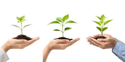 Three Various Hands Holding a Young Plant on Transparent Background, Eco-Friendly, Plant Care