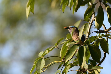 bird on a branch