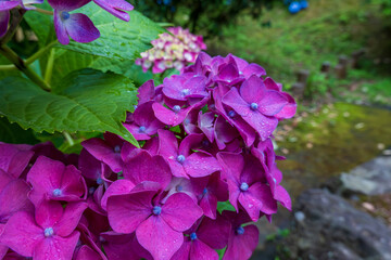 雨に濡れた紫陽花の美しさ