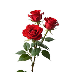Fototapeta premium Beautiful Red Roses on Transparent Background - Perfect for Valentine's Day Cards, Wedding Invitations, and Romantic Floral Designs