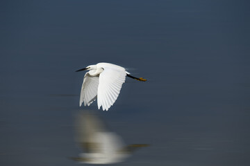 the elegance of the white stork